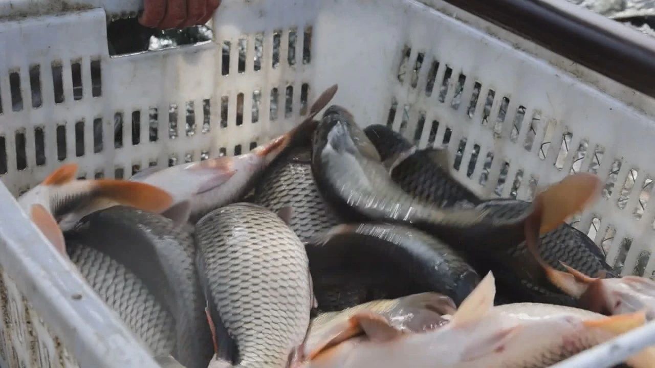 草鱼,鲫鱼,鲢鱼等传统品种外,还引进了梭边鱼,南美白对虾,螃蟹等水