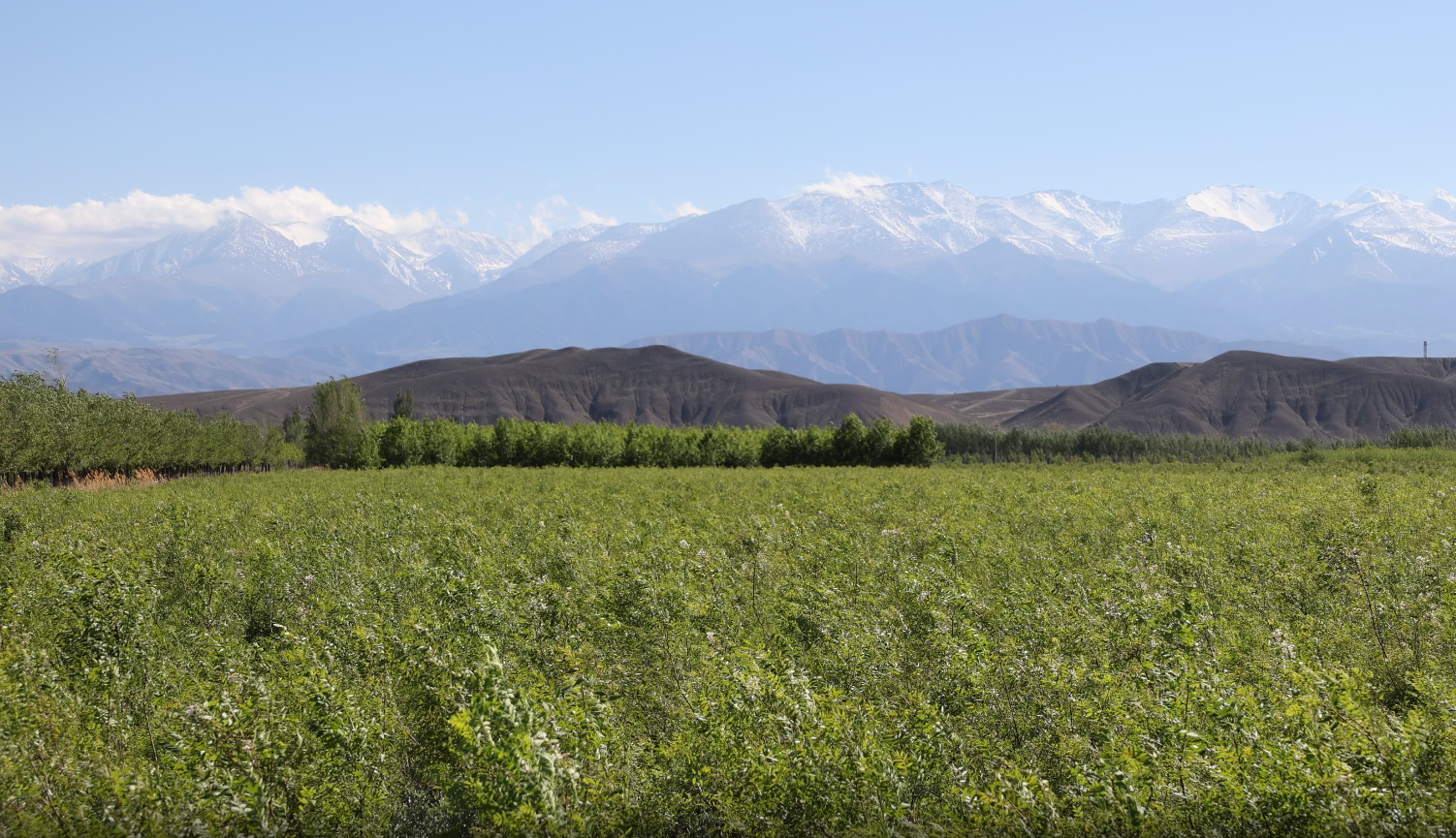 吉木萨尔县:文冠果园采茶忙一树多效助振兴_吉木萨尔县人民政府网