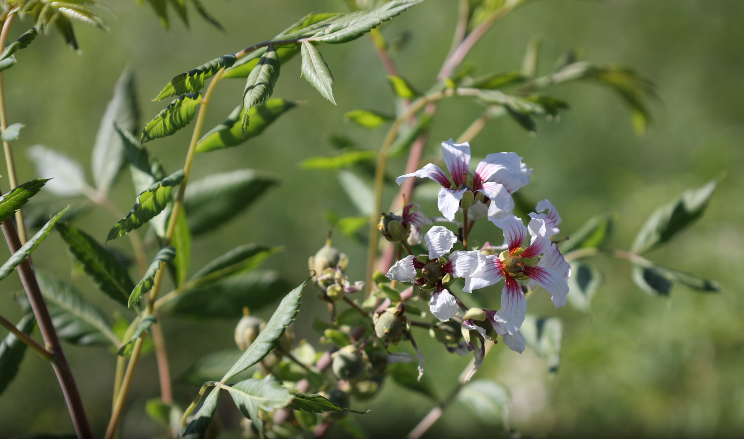 吉木萨尔县:文冠果园采茶忙一树多效助振兴
