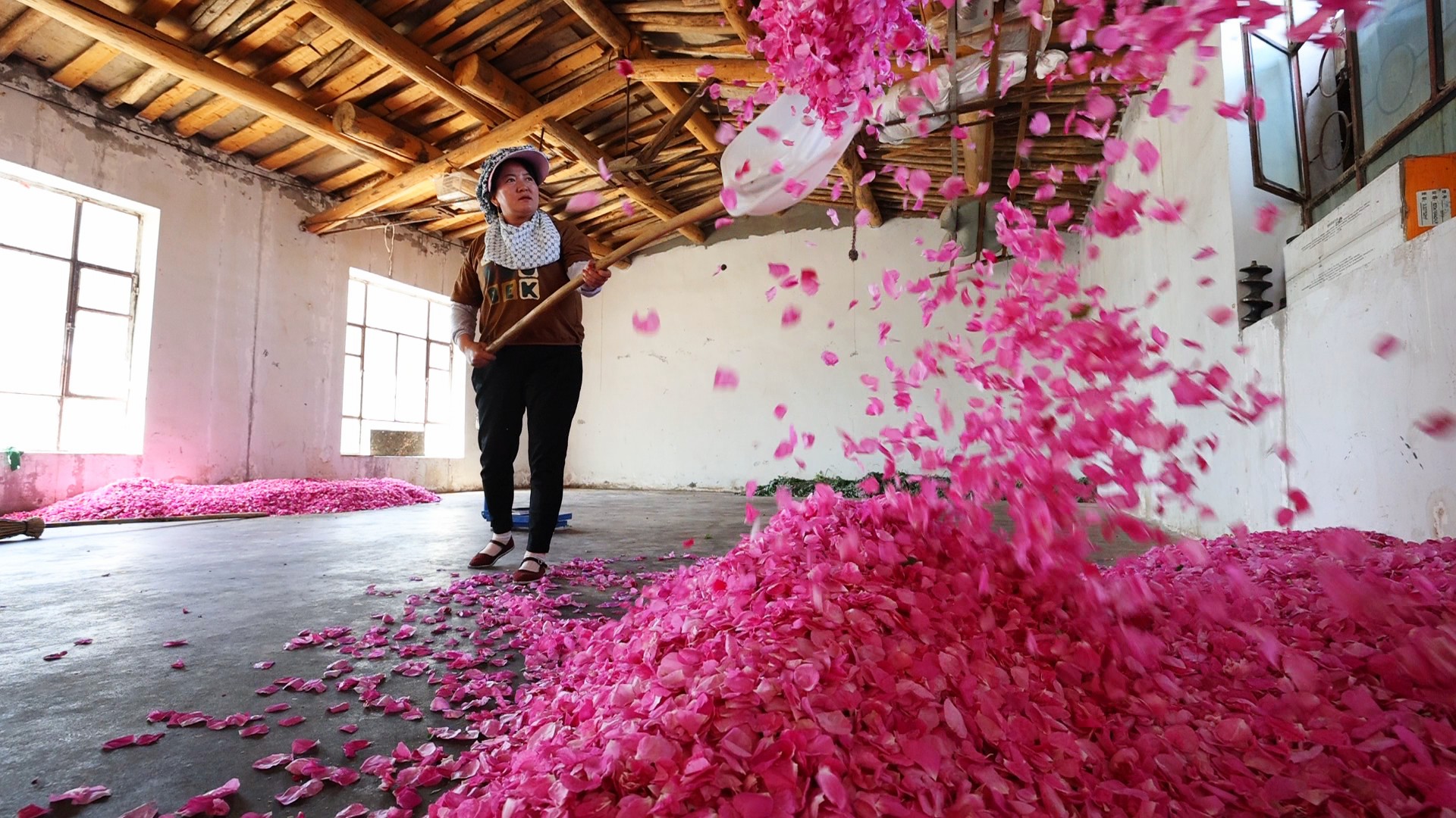 吉木萨尔:"浪漫经济"绽放乡村振兴"新花样"