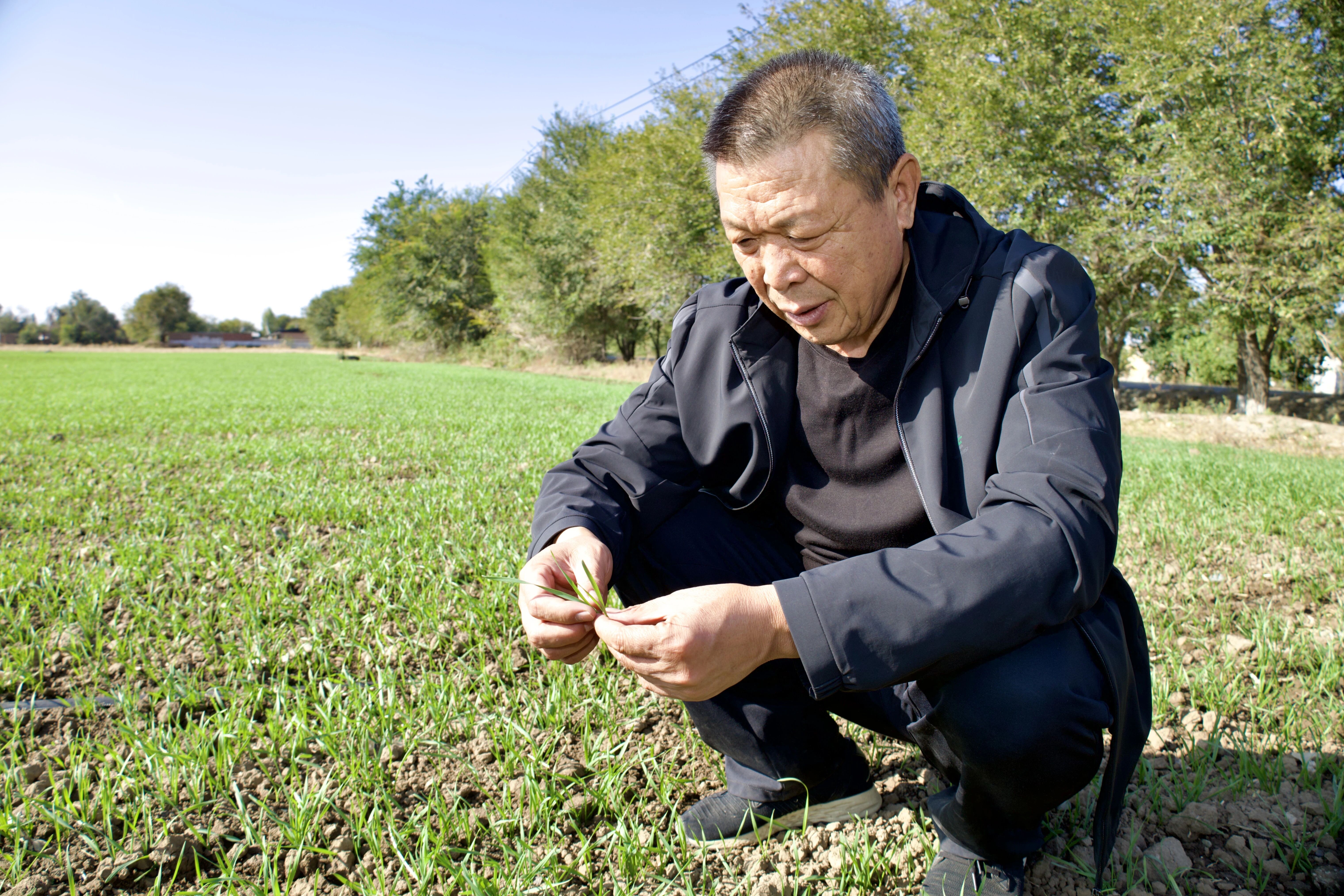 庆阳湖乡:冬小麦播撒希望科技田孕育丰收_吉木萨尔县人民政府网