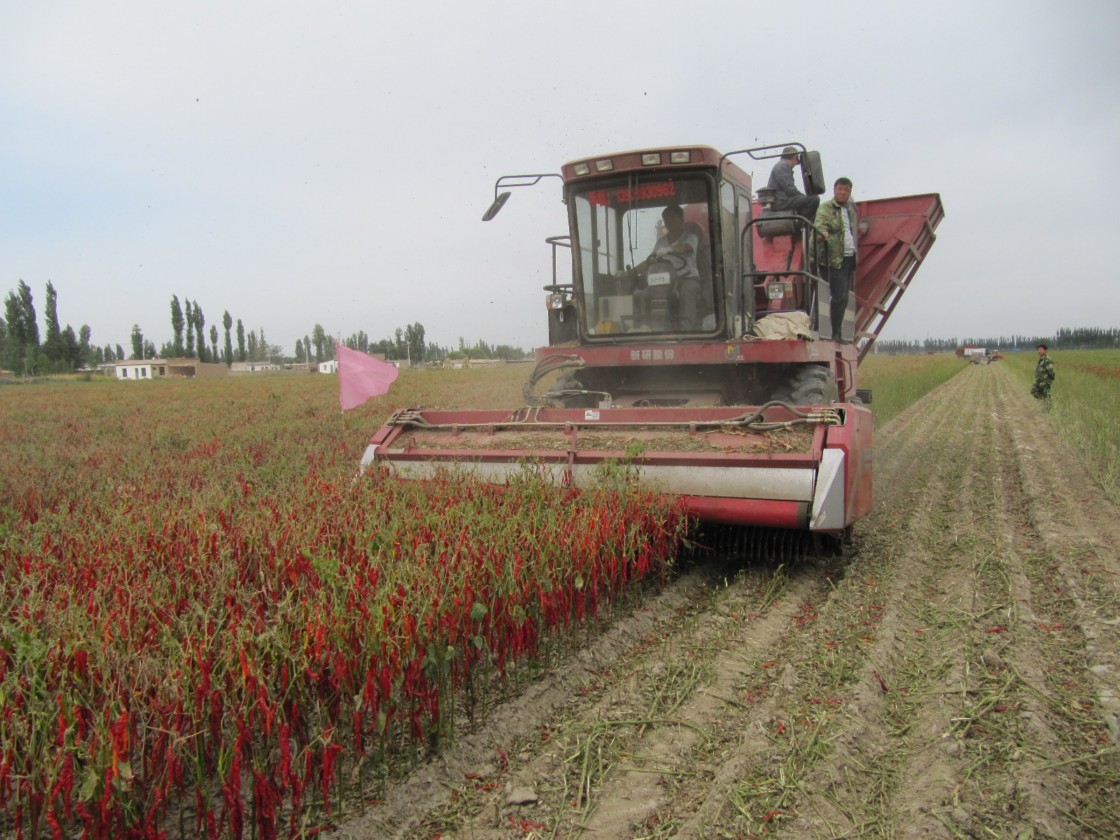 辣椒收获机作业
