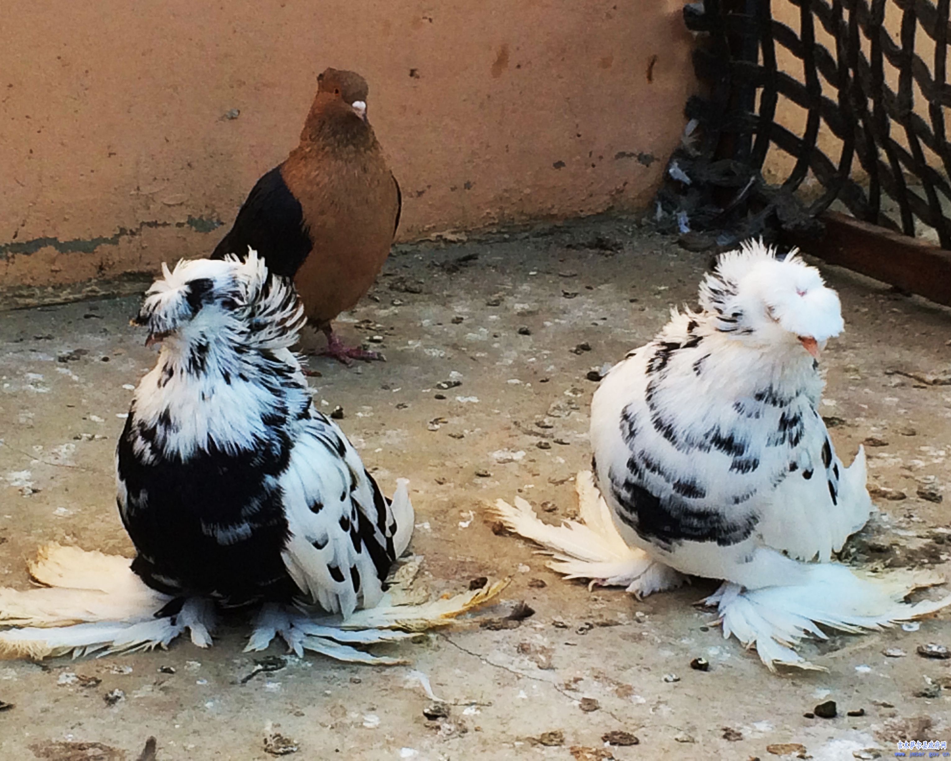 鸽子王的致富经