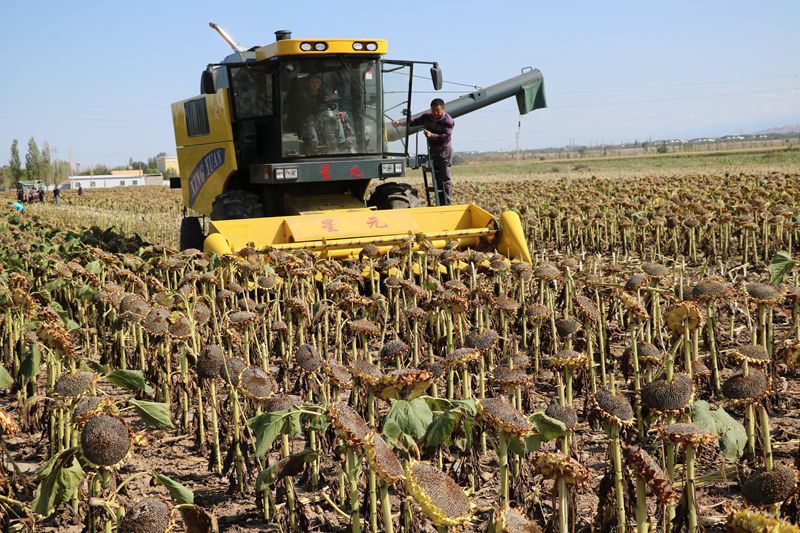 吉木萨尔县食葵收割机助力秋收省时省力