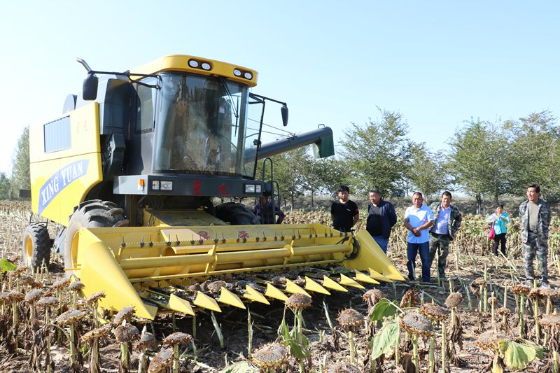 吉木萨尔县:食葵收割机助力秋收省时省力