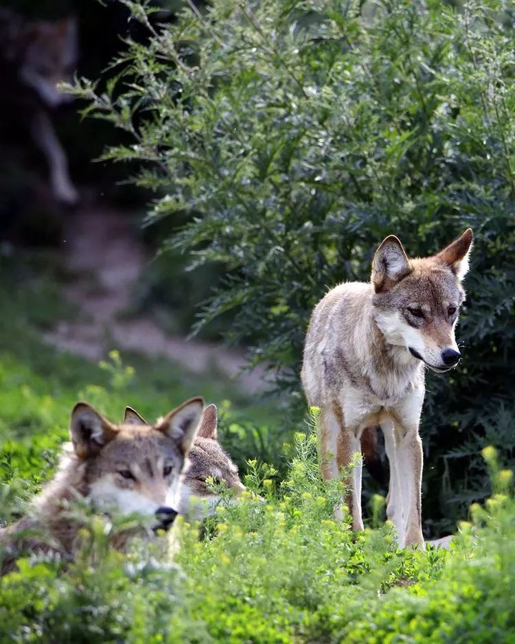 吉木萨尔纪事二野狼谷的狼王传奇