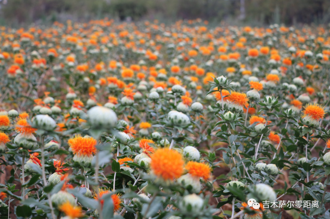 新地乡种植红花喜获丰收