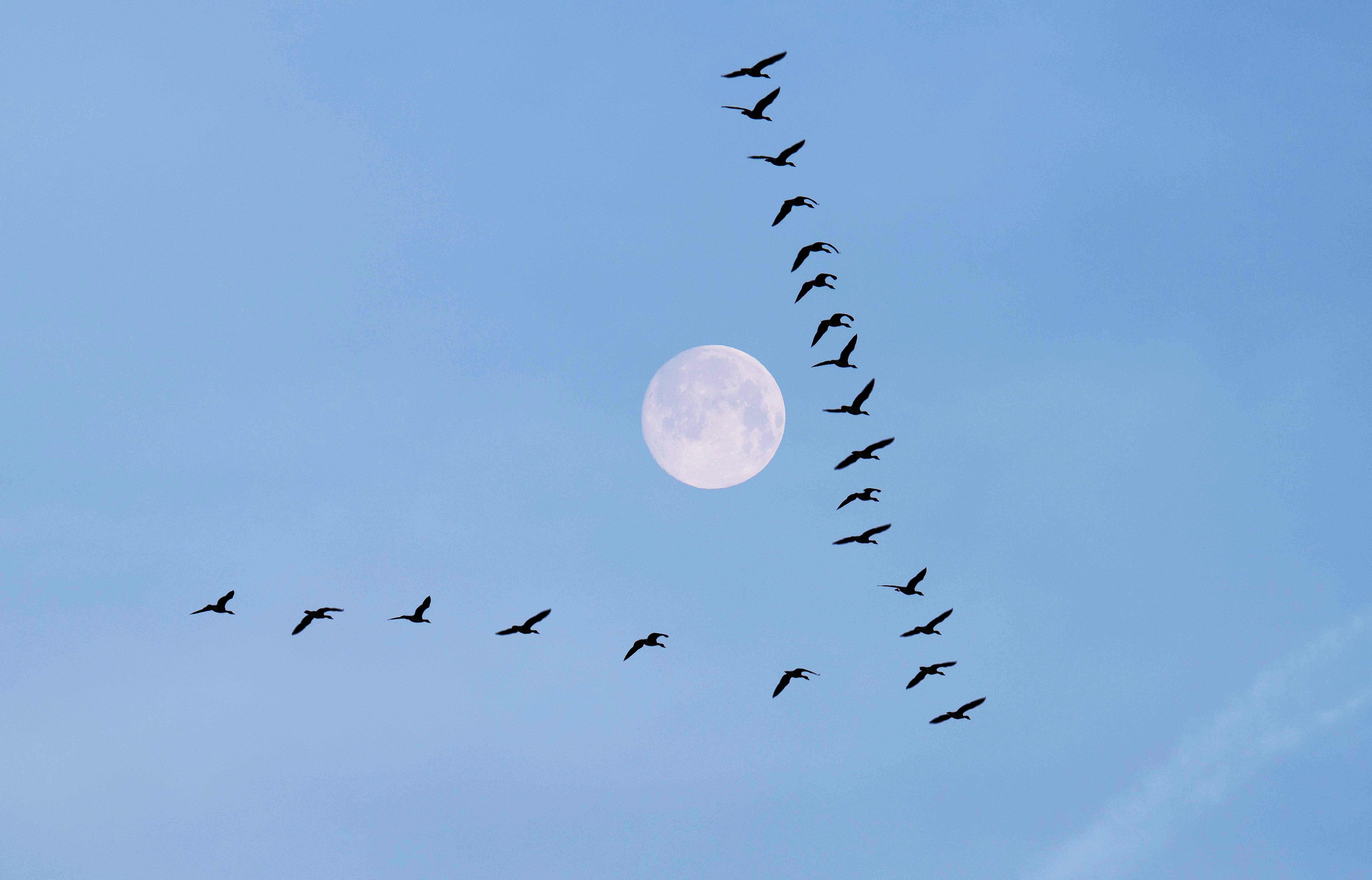 候鸟迁徙看新疆丨新疆吉木萨尔:仲春之月雁北归