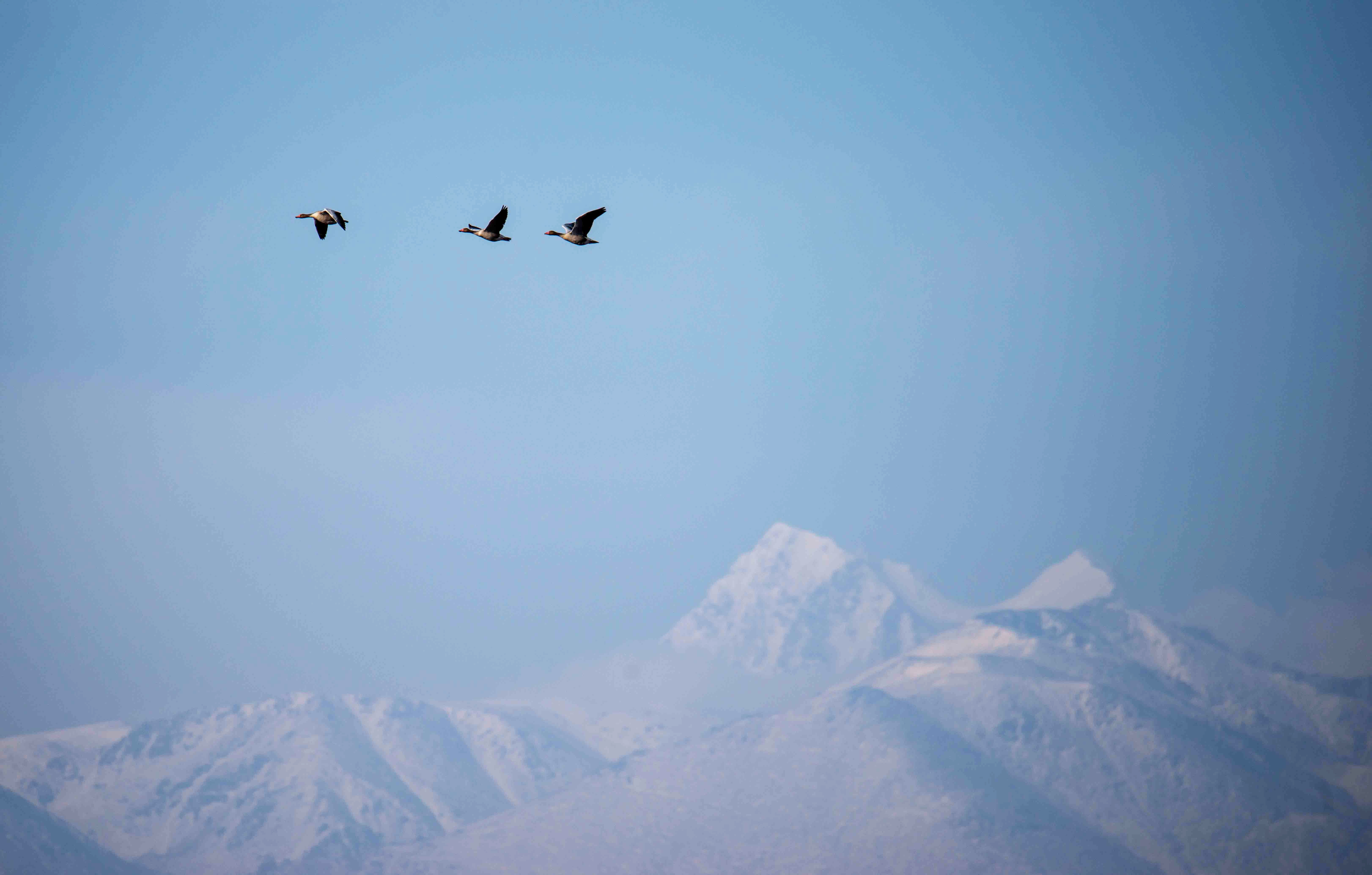 候鸟迁徙看新疆丨新疆吉木萨尔:仲春之月雁北归