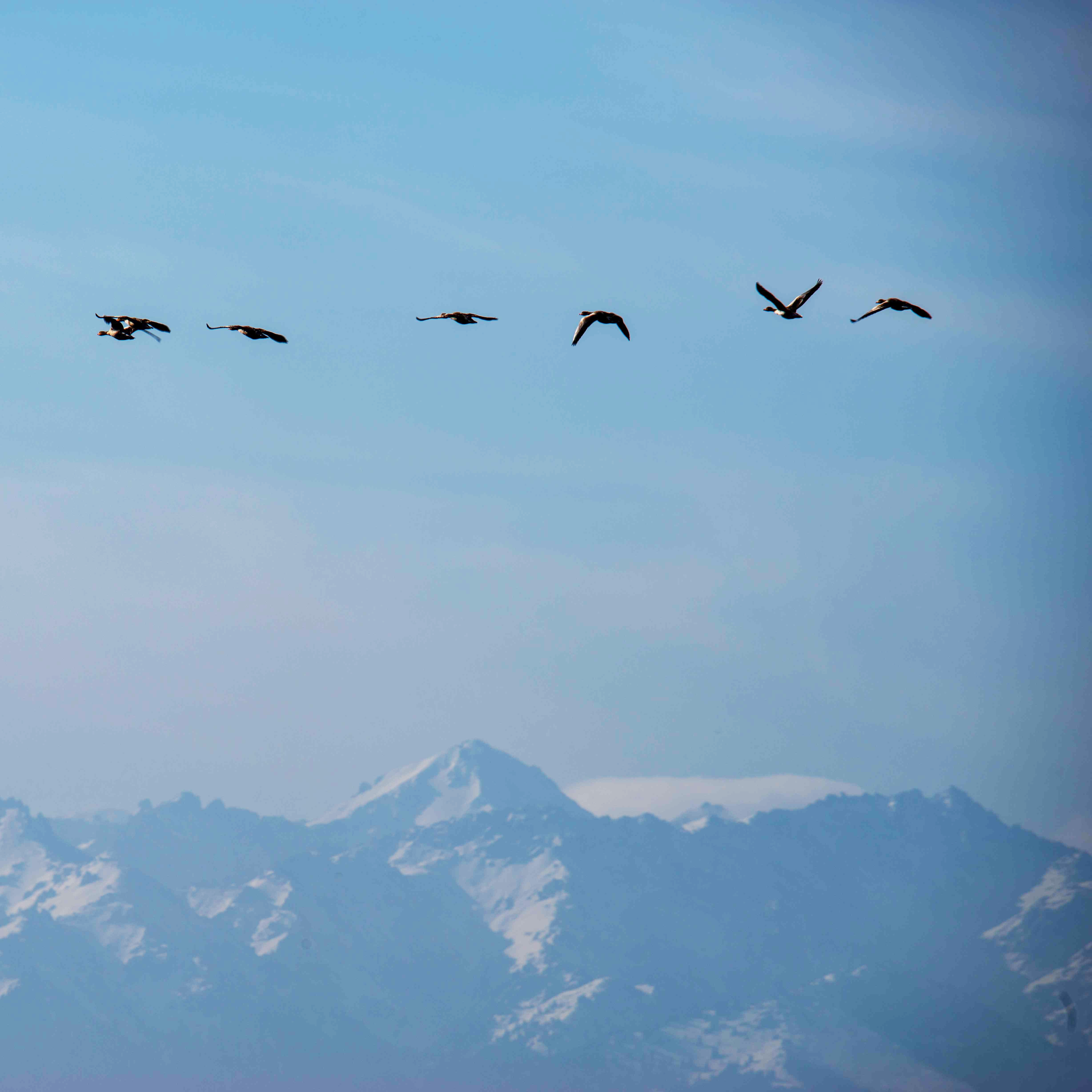 候鸟迁徙看新疆丨新疆吉木萨尔:仲春之月雁北归