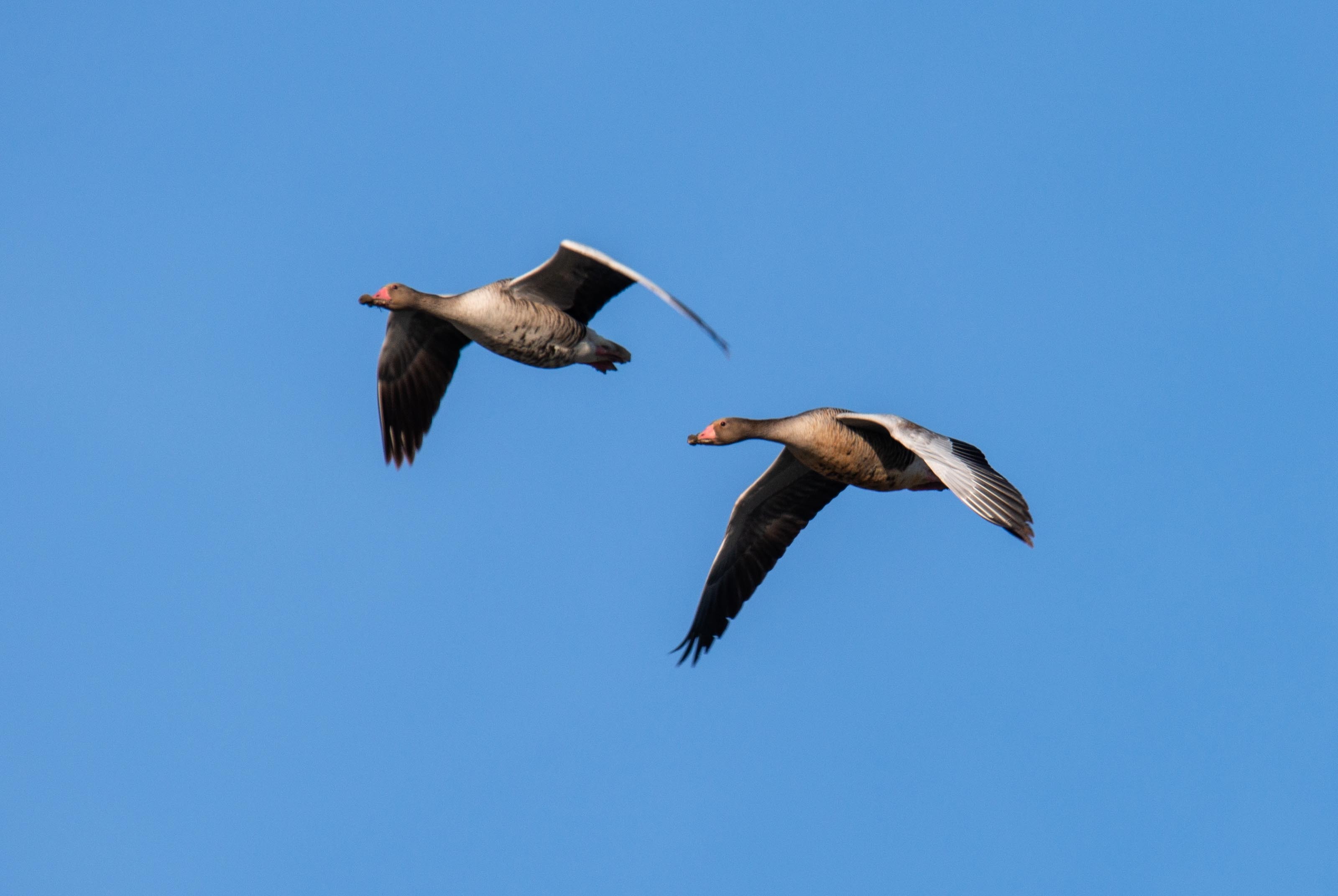 候鸟迁徙看新疆丨新疆吉木萨尔:仲春之月雁北归