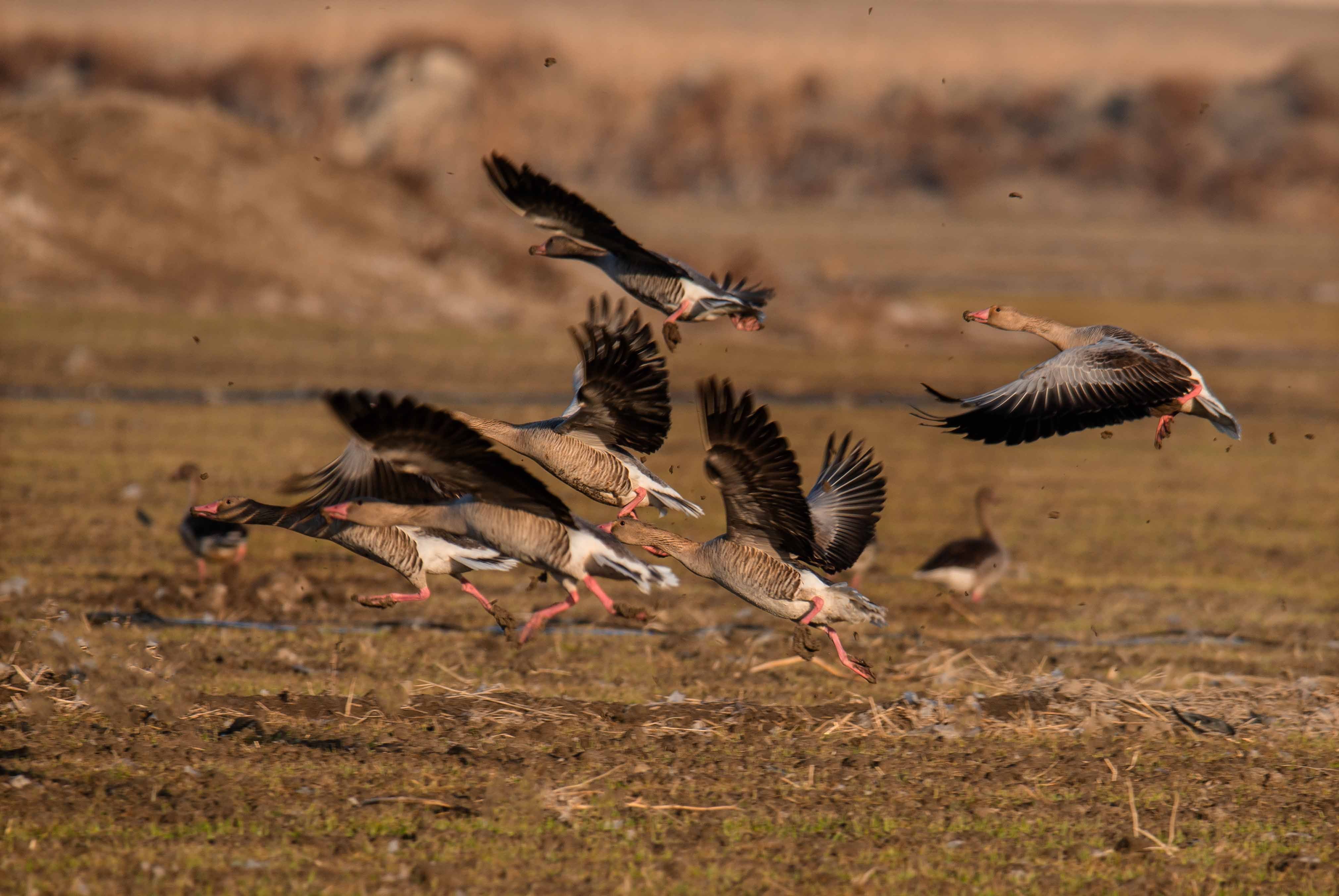 候鸟迁徙看新疆丨新疆吉木萨尔:仲春之月雁北归