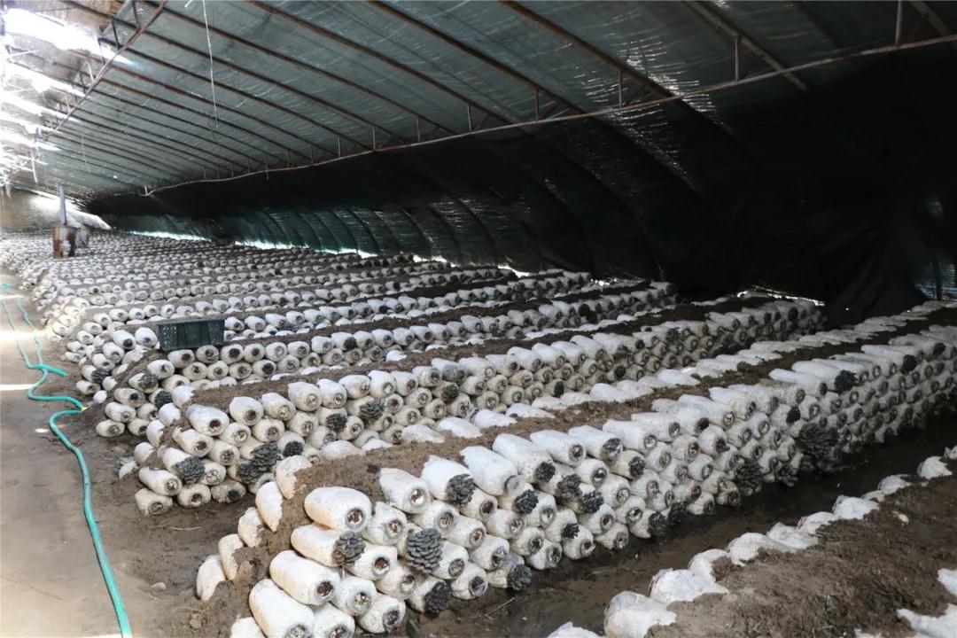 【走进我们的小康生活】大棚经济点燃致富"引擎" - 吉木萨尔县人民政