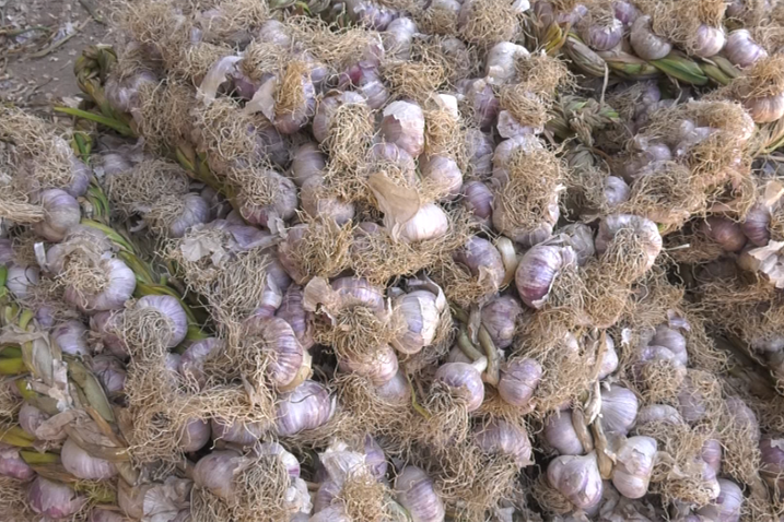 【走进乡村看小康】吉木萨尔县泉子街镇红皮大蒜喜获丰收