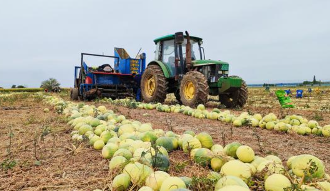 魏永平告诉笔者,这两年打瓜籽收购价格高,市场需求大,瓜籽刚收获就被
